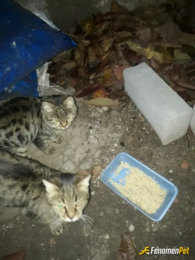 Samil44 sokak hayvanını besliyor