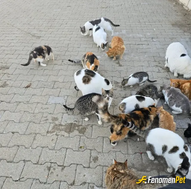 Sokak hayvanı besleme: #Fenomenpet Sülalesi geldi 😁