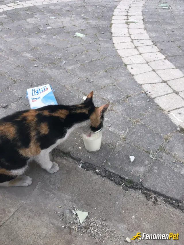 efyeter sokak hayvanını besliyor