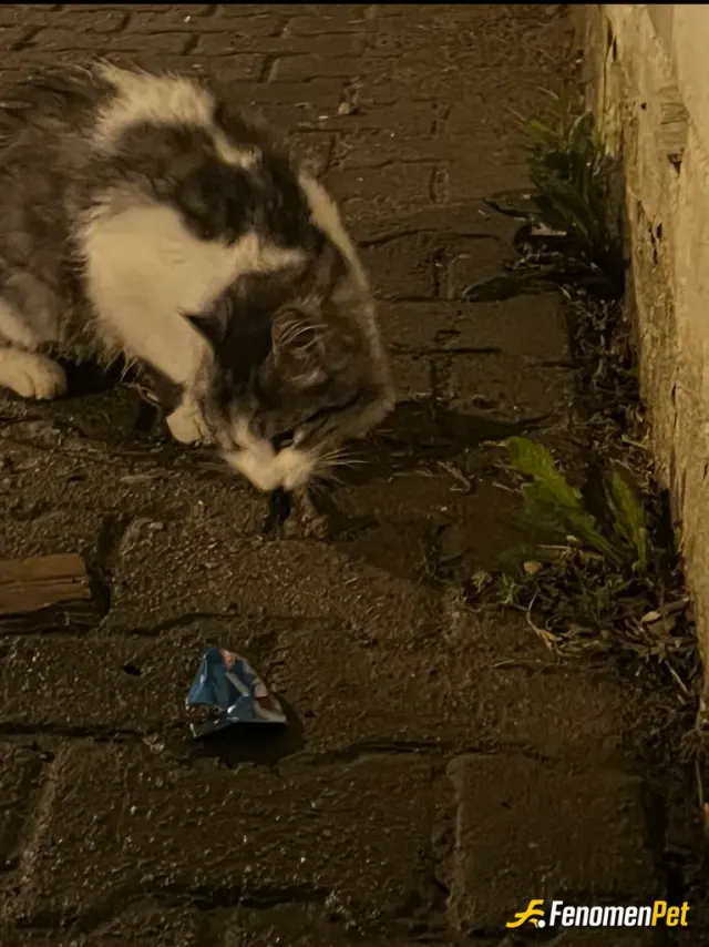 Sipahi1453 sokak hayvanını besliyor