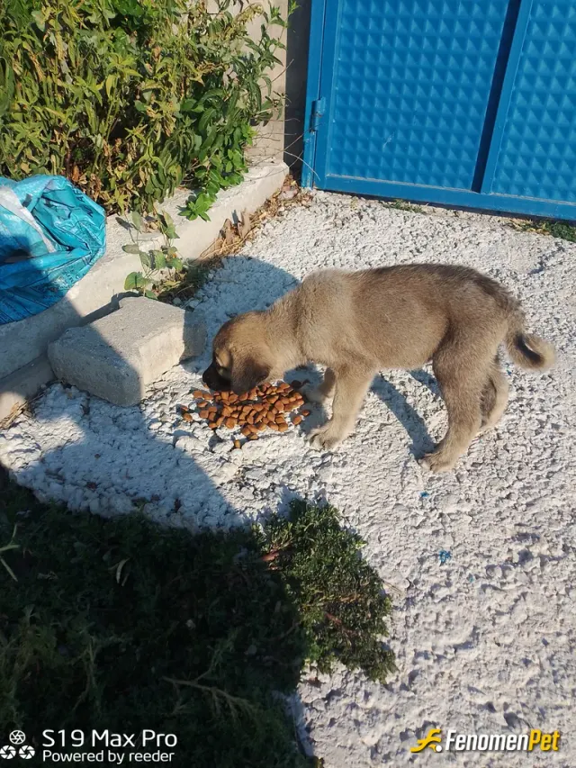 Sokak hayvanı besleme: Merhaba her alışverişe çıktığımda marketlerden yaş ve kuru mama alır kedi ve köpeklere veririm evimdede kedim 