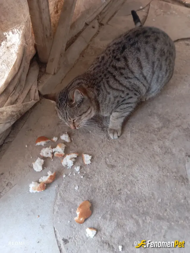 Sokak hayvanı besleme: Sokak hayvanlari koruyalim yaklasik on kedi besliyorum kaçta köpek var saygılar