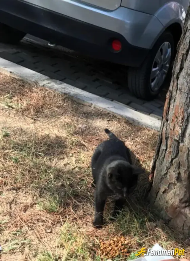 Sokak hayvanı besleme: Sürekli beslediğim yaşadığım yerdeki mahalle kedilerinden biriydi. Marketten kedi maması aldım ve yemesi için 