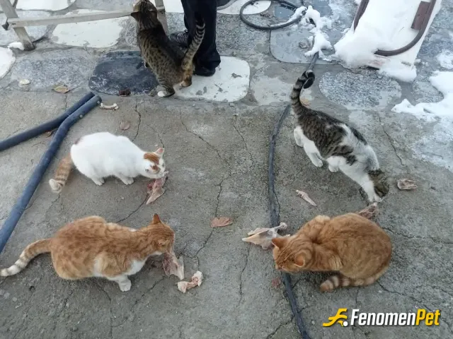Ertnozer sokak hayvanını besliyor