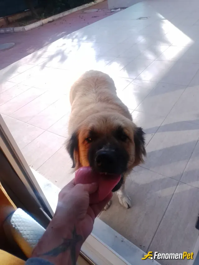 Melyyy sokak hayvanını besliyor