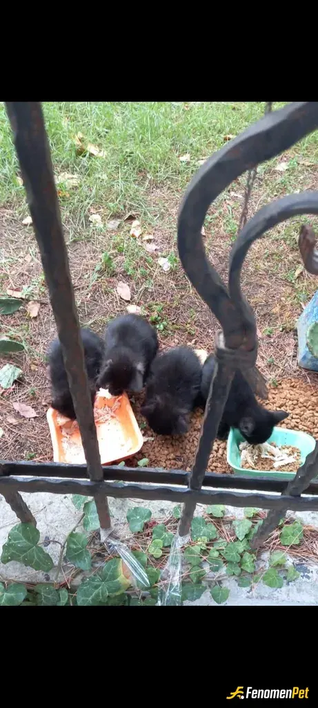 Sokak hayvanı besleme: Kızımla evimizin bahçesinde ki kedileri besledik 🥰