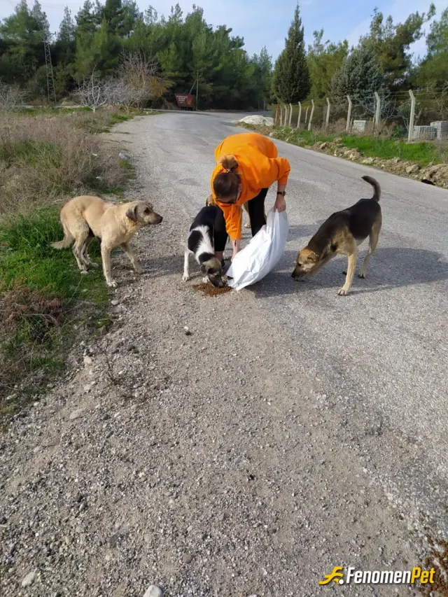 Sokak hayvanı besleme: Her gün besleme alanlarına mutlaka mama ve su bırakmak gerekli olduğunu düşünerek bu kampanyanız içinin sizi