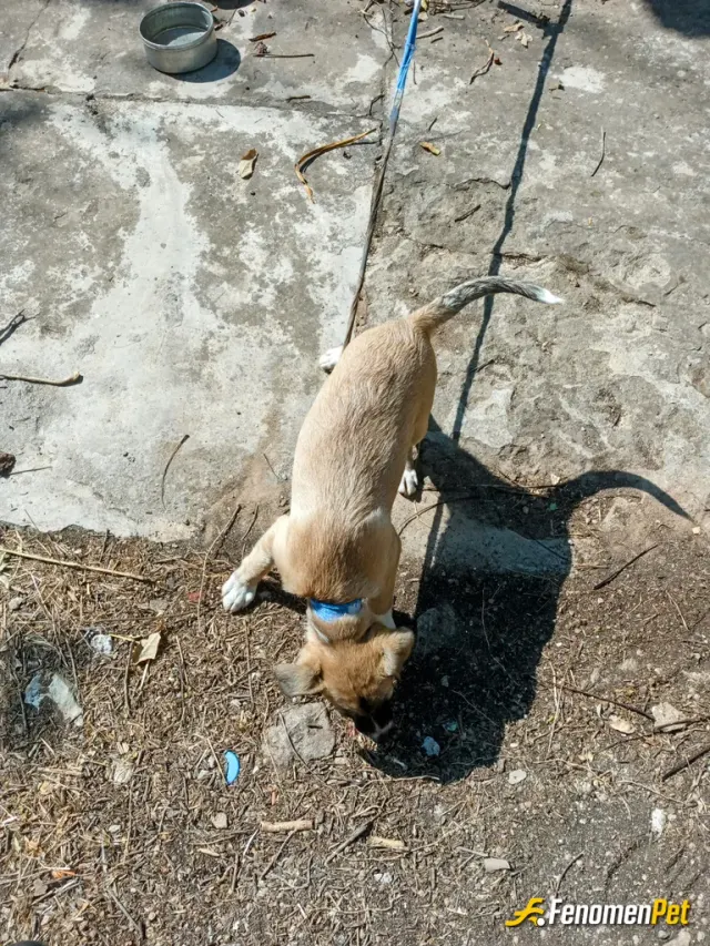 Sokak hayvanı besleme: Bu köpeği sokakta buldum ve besliyorum bahcemde