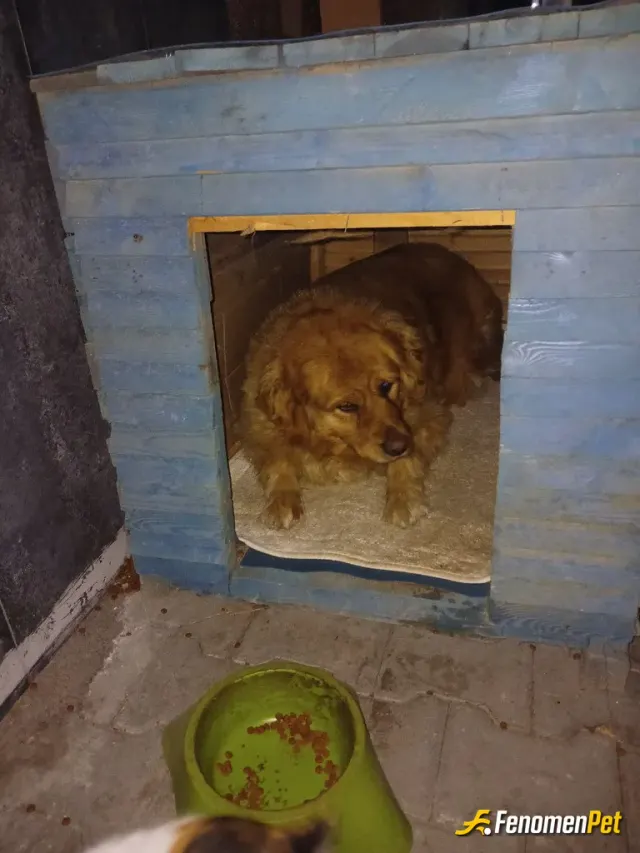 Sokak hayvanı besleme: #Fenomenpet  sokakda buldum sahıplendım cok ıyı dost oldum
