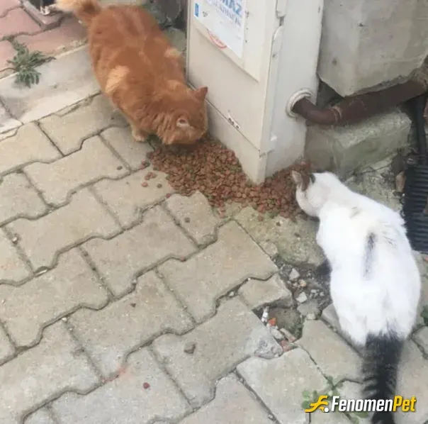 Sokak hayvanı besleme: Bu dünyada sadece insanlar yok...
