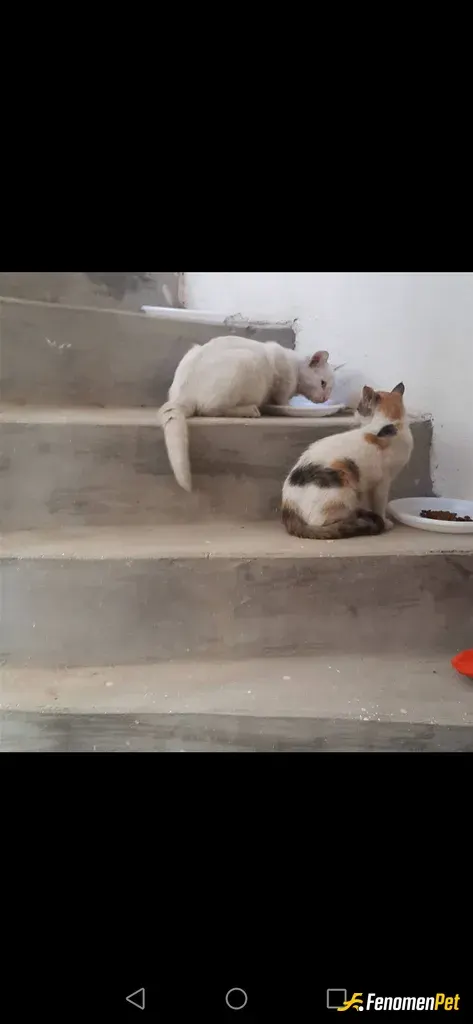 Elif2626 sokak hayvanını besliyor