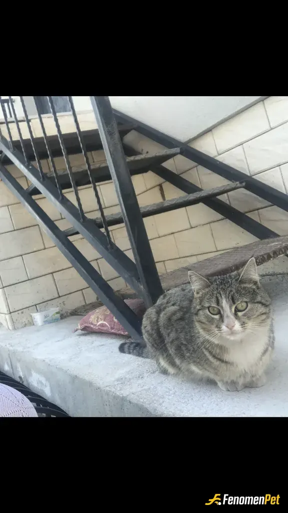 Sokak hayvanı besleme: Her gün arabamın sesini duymasıyla gelir koşarak.arkada yemek ve su kabı görünmekte özgü boncuk apartmanımızın
