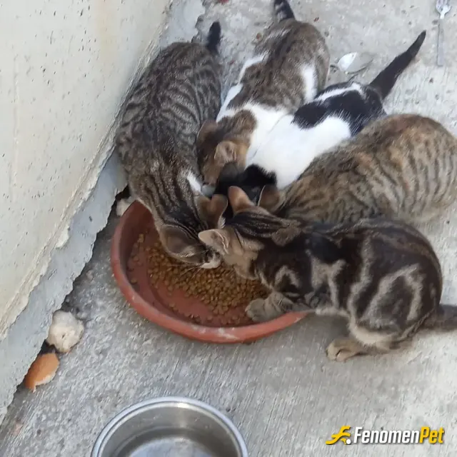 Sokak hayvanı besleme: #Fenomenpet Kedileri sevelim