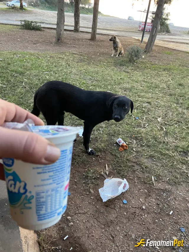 Sokak hayvanı besleme: Dürümümü paylaştım ama ayran istemedi