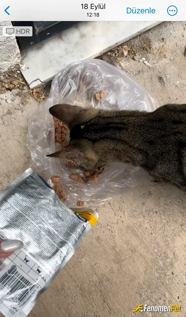 Sokak hayvanı besleme: Keşke bütün hayvanlara bakabilme imkanı olsa 🐈‍⬛