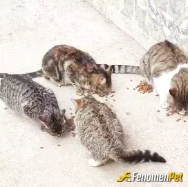 Sokak hayvanı besleme: Apartmanın bahçesi  kedi sürüsü dolu   gün 3 öğün besliyoruz 😊🤗