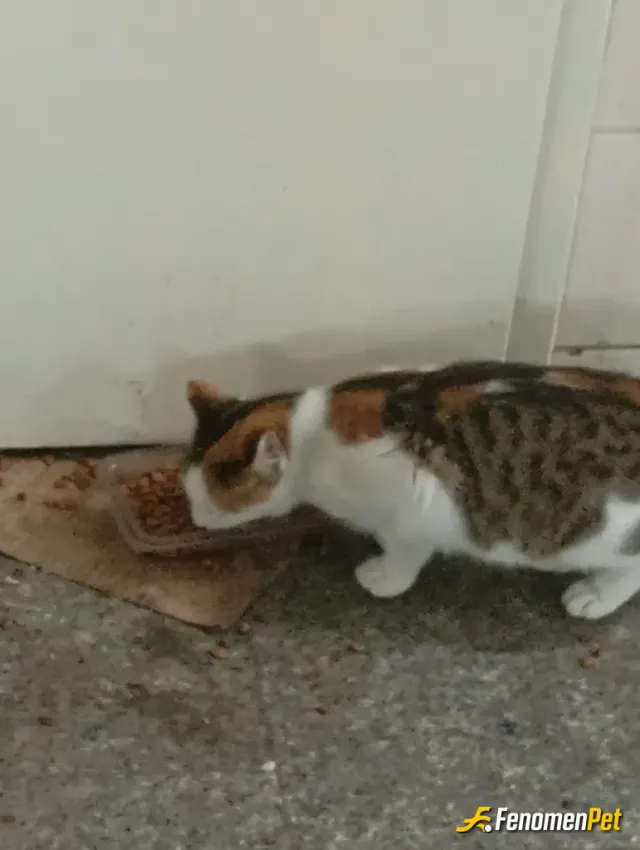 Sokak hayvanı besleme: @fenomenbet yolculuğum esnasında metro cıkısında yavruları olan bu kücük dostumuza mama yardımında bulundum ka