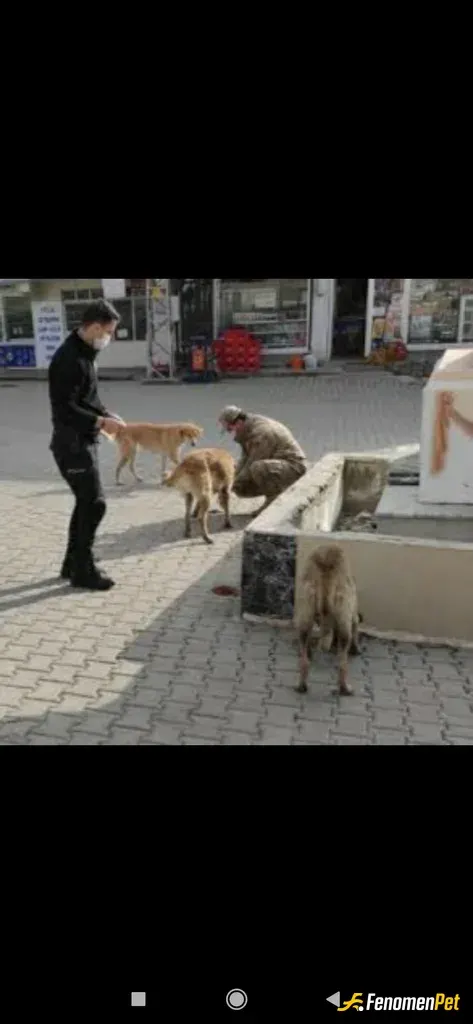 Ertu2726 sokak hayvanını besliyor
