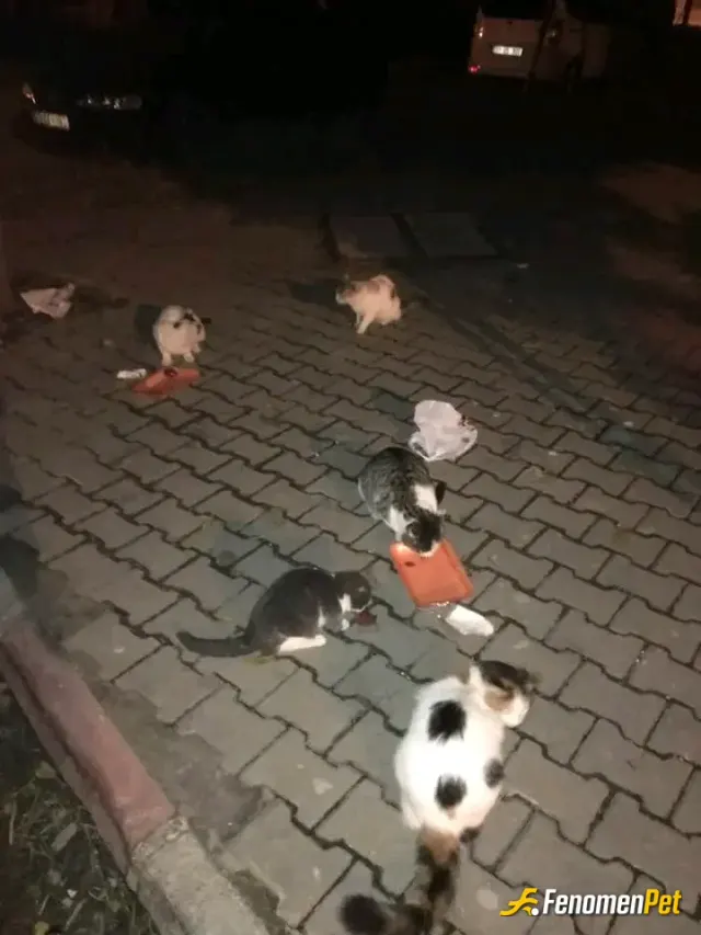 osman300 sokak hayvanını besliyor