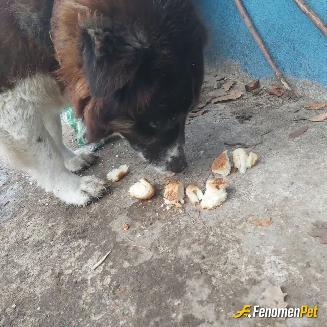 Sokak hayvanı besleme: #Fenomenpet Biraz yemek biraz şefkat,çok değil.