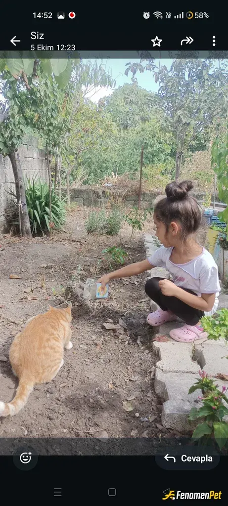Sokak hayvanı besleme: Kedileri çok seviyoruz evde bakmadığımız için her fırsatta sokaktaki patilileri besliyoruz ❤️