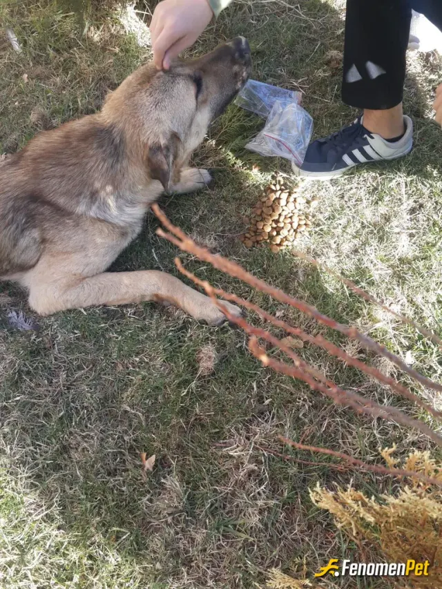 Sokak hayvanı besleme: Bursa/ Gemlikte  barınakta köpeklerin birbirini yediği haberini görmüşsünüzdür burda yaşadığım yerde daha çok 