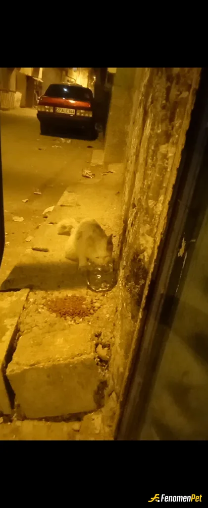 Sokak hayvanı besleme: Hergun sabah ve akşam olmak üzere günde iki defa biraz yemek ve su bırakıyorum uygun olan bolgelere