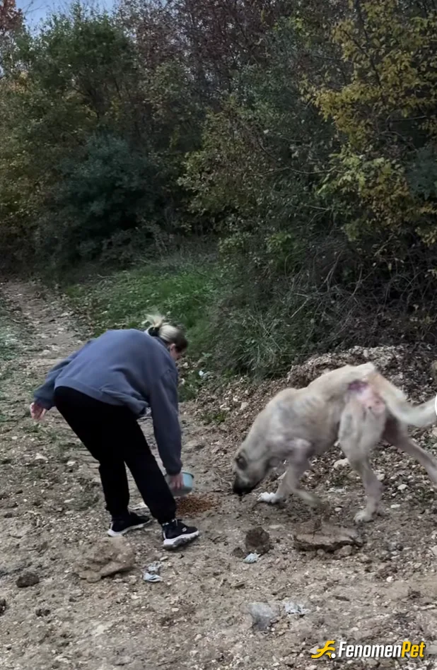 Nesee7 sokak hayvanını beslerken çektiği fotoğraf