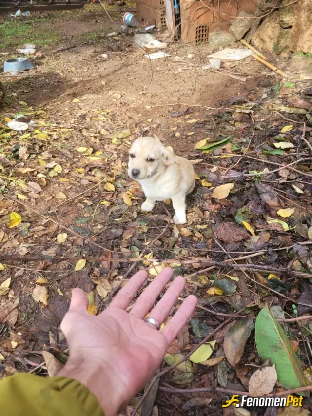 Sokak hayvanı besleme: Marketten mama aldım ve fotoğraftaki köpeği besledim