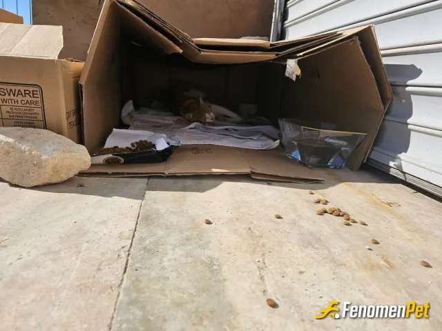 Sokak hayvanı besleme: #Fenomenpet 
Kedo dostlarımıza yardım edelim. :3
