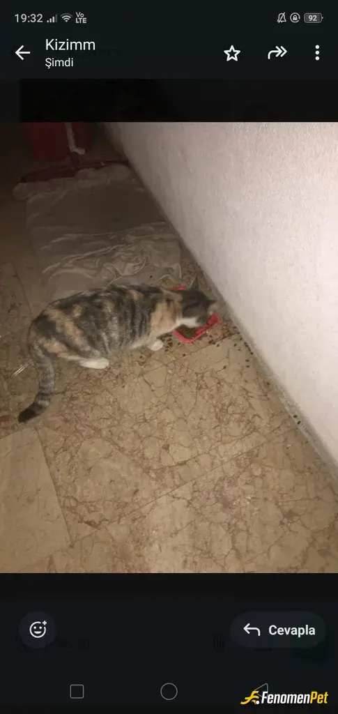 Sokak hayvanı besleme: minik misafirlerim