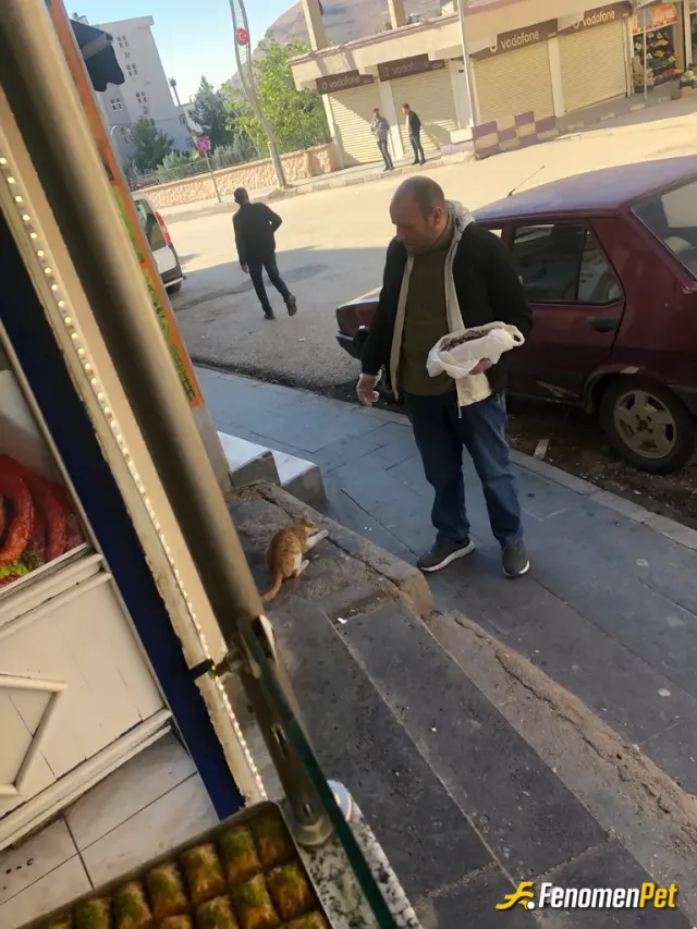 Sokak hayvanı besleme: Ben bır esnaf olarak sureklı ihtiyaçlarını karşılıyorum hayvansever bı ınsanım