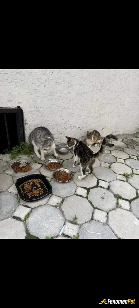 Tonis34 sokak hayvanını besliyor