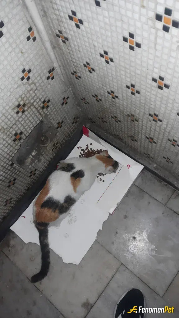 Dolmam sokak hayvanını besliyor