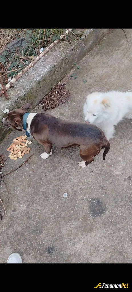 Sokak hayvanı besleme: Yaşadığım ülkede arabalı kuryelik yapıyorum ve arabamda sürekli kedi/köpek maması bulumdurmayı kendime zorunluluk biliri…