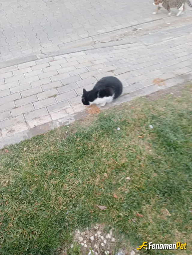 Sokak hayvanı besleme: Mama ile besledimbkedicikleri..