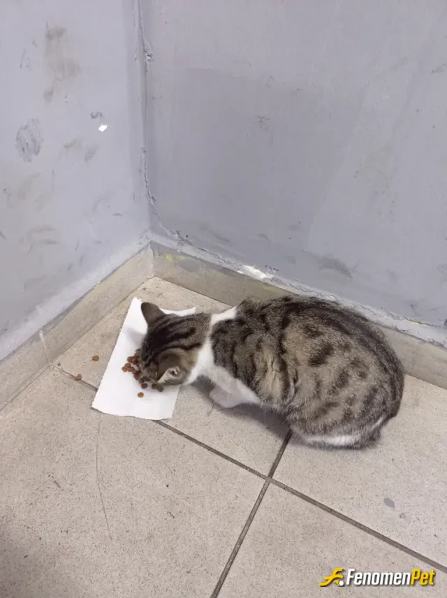 Sokak hayvanı besleme: Dostum tekir...