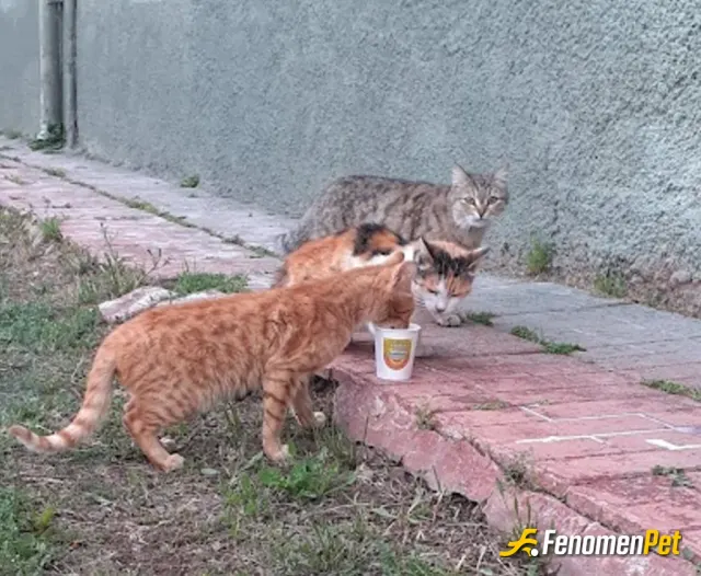 Jnkyyyy sokak hayvanını besliyor