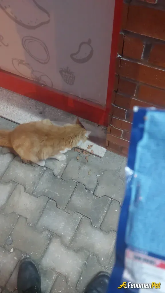 Sokak hayvanı besleme: Geçenlerde bi sitede bonus çevirdim sigara almaya gittim o sıra markete geldi benle baktım içeride geziyordu d