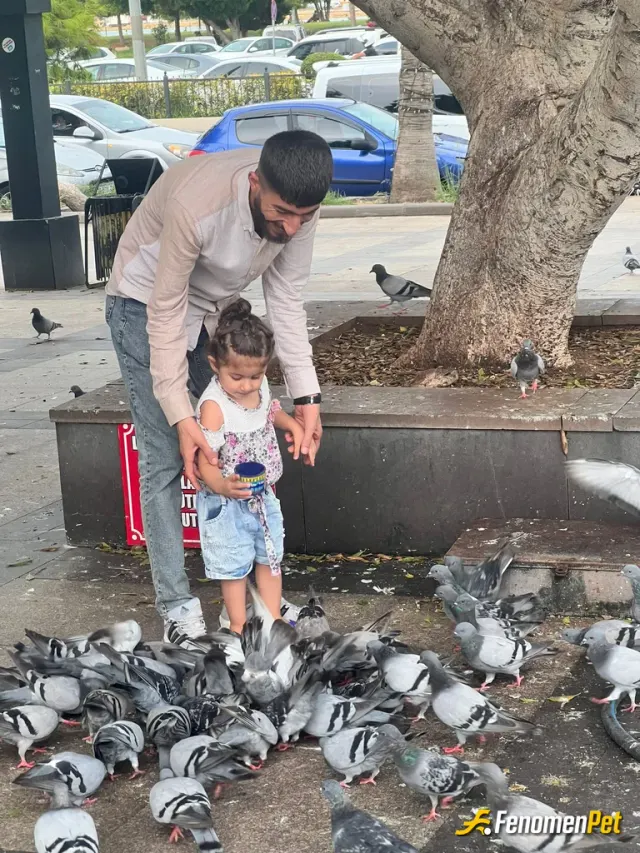 Sokak hayvanı besleme: Güvercinlere yem alıp kızımla besledik