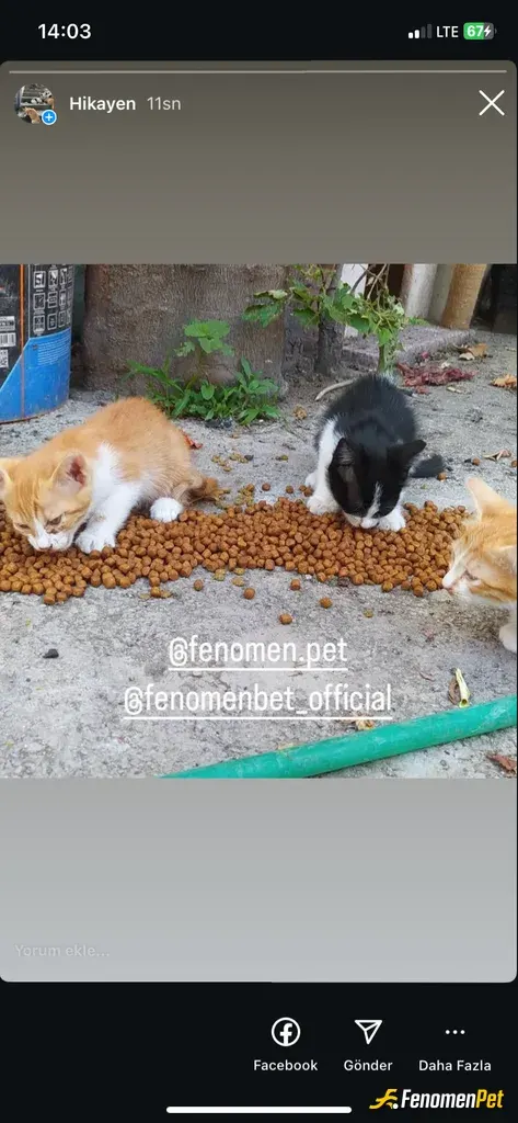 Sokak hayvanı besleme: Zaten sokak hayvanlarını besliyordum ama sizin sayenizde daha çok mama alıp daha çok besleme yapacağım.