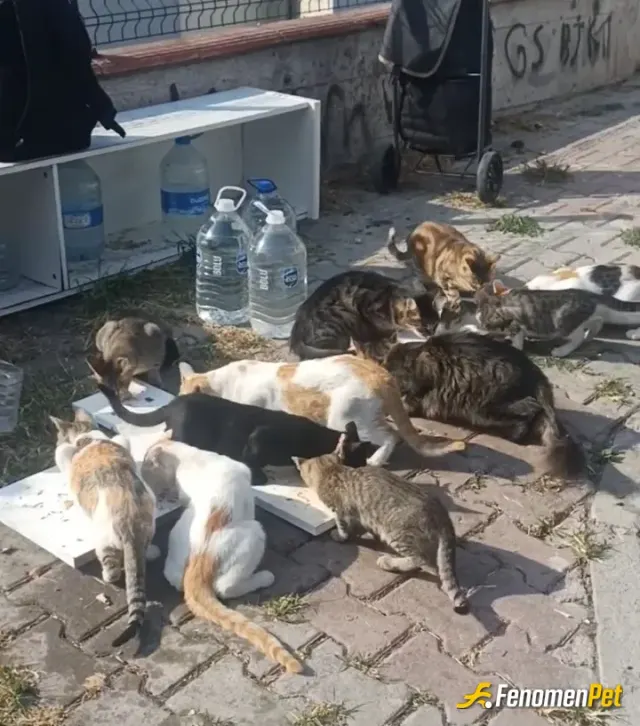 Sokak hayvanı besleme: 🥰🥰