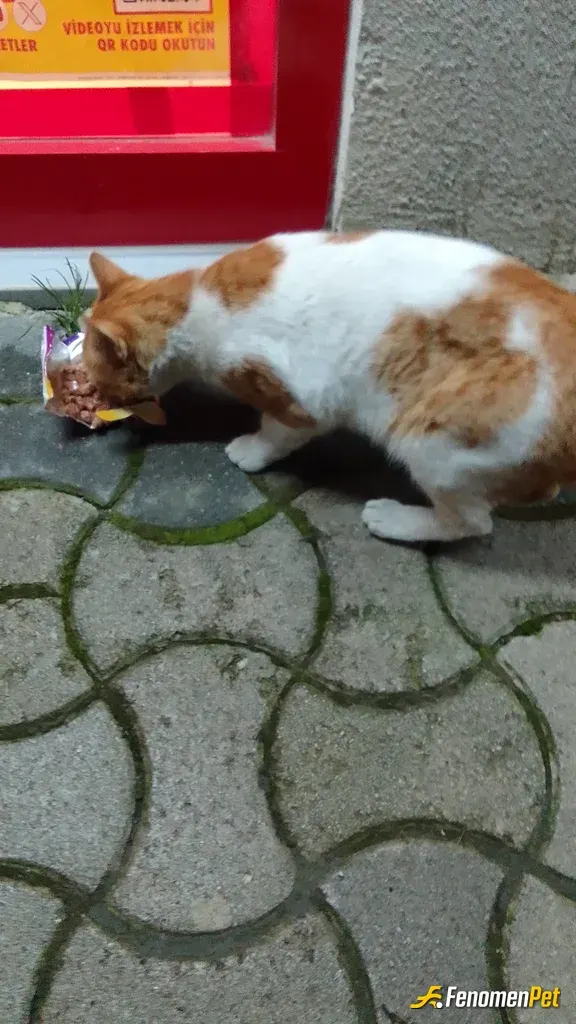 Sokak hayvanı besleme: #Fenomenpet #Fenomenpet pati dostu