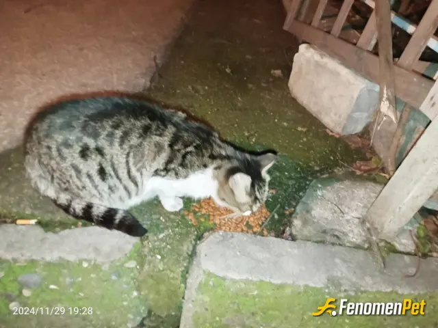Sonnnbeyyy sokak hayvanını besliyor