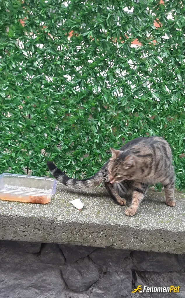 Sokak hayvanı besleme: #Fenomenpet #cat #kedi