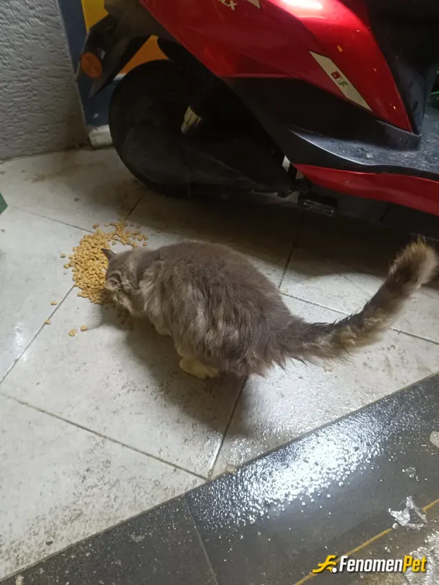 batuhangezk sokak hayvanını besliyor