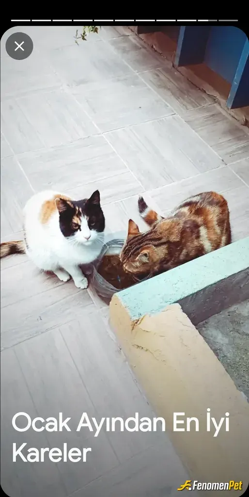 Sokak hayvanı besleme: Hergun su mama elimden geldiği kadar yavrularima vermeye gayret gösteriyoruz