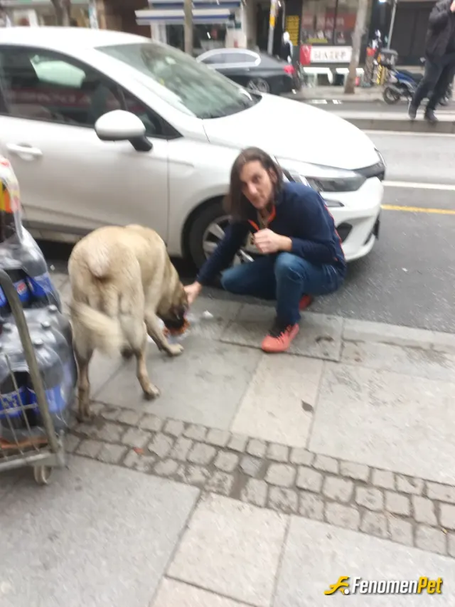 Sokak hayvanı besleme: #Fenomenpet pati dostu