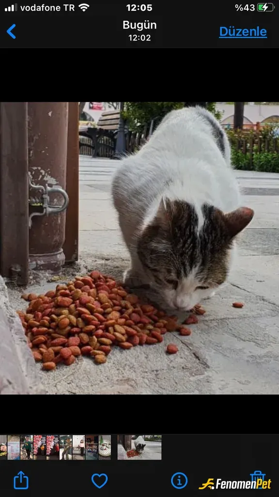 Burayy sokak hayvanını besliyor