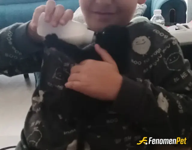 Asenagizem sokak hayvanını besliyor